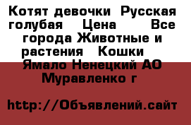Котят девочки “Русская голубая“ › Цена ­ 0 - Все города Животные и растения » Кошки   . Ямало-Ненецкий АО,Муравленко г.